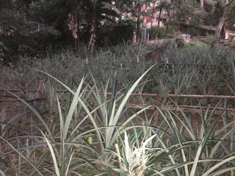 Imagem 16 da galeria do anúncio: Suites em sitio, no meio da floresta. Serra de Petropolis.