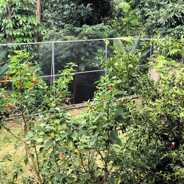 Imagem 4 da galeria do anúncio: Suites em sitio, no meio da floresta. Serra de Petropolis.