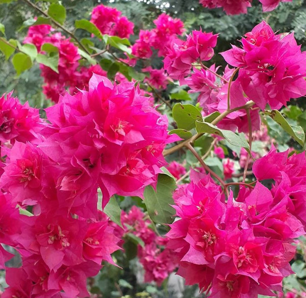 Imagem 1 da galeria do anúncio: Quarto individual com varanda - UERJ / HUPE  / Hosp. Jesus