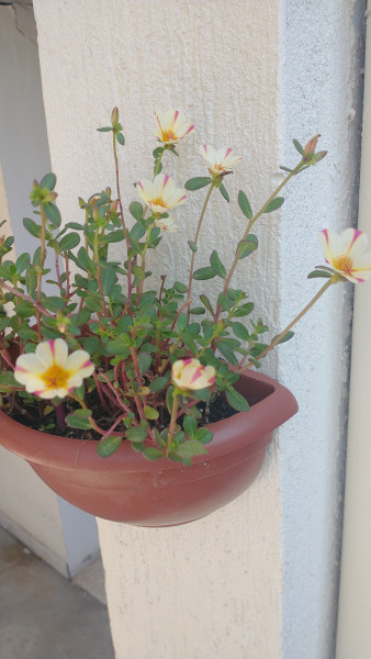 Imagem 4 da galeria do anúncio: QUARTO MOBILIADO R$ 580.00 PROXIMO UFRGS,UERGS ,ACISP..