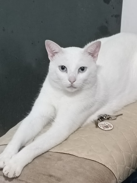 Imagem 6 da galeria do anúncio: Quarto compartilhado com a casa