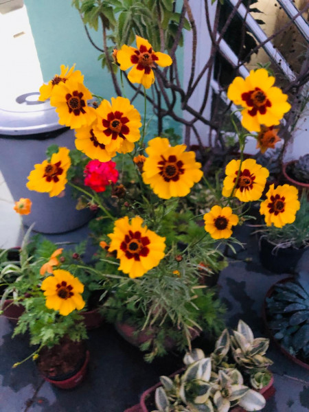 Imagem 6 da galeria do anúncio: Campo Belo