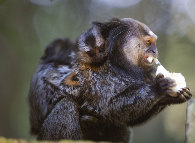 Imagem 11 da galeria do anúncio: Acomodação zen