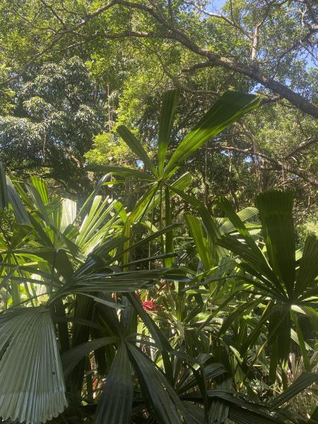 Imagem 5 da galeria do anúncio: Experience Rio no Conforto da Natureza