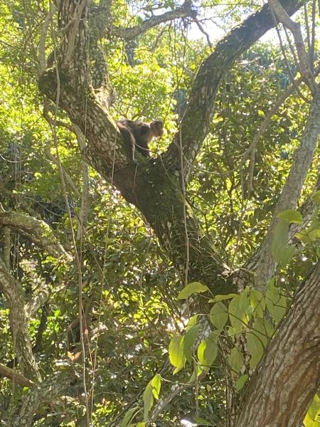 Imagem 4 da galeria do anúncio: Experience Rio no Conforto da Natureza
