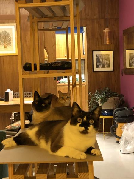 Imagem 9 da galeria do anúncio: Conforto,seguranca e ambiente acolhedor.