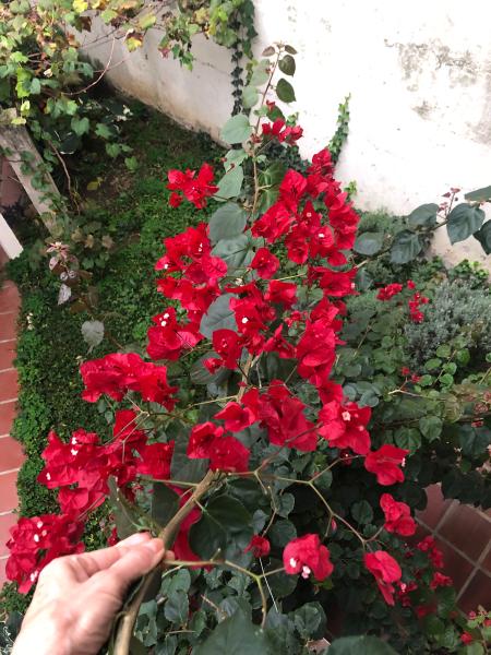 Imagem 16 da galeria do anúncio: Casa no Juvevê