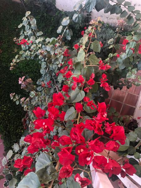 Imagem 10 da galeria do anúncio: Casa Juvevê