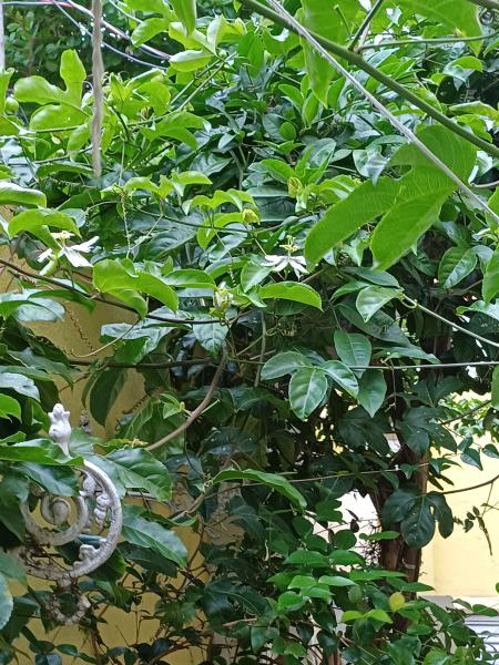 Imagem 1 da galeria do anúncio: Paz no Pão de Açúcar