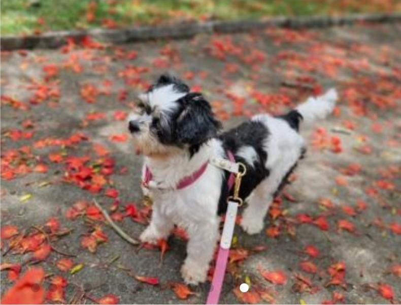 Imagem 10 da galeria do anúncio: QUARTO/MULHER/BARRA BALI/TRABALHE FORA/SEM CAUÇÃO