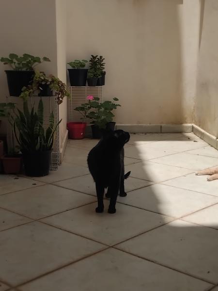 Imagem 8 da galeria do anúncio: Suíte ampla com varanda